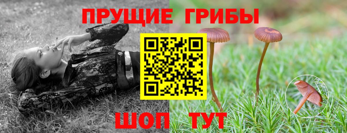 Губаха  Галлюциногенные грибы прущие грибы  Псилоцибиновые грибы MAGIC MUSHROOMS  Вход с VPN 